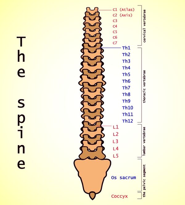 Osteocondrose de Lumbale